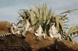 Nacen tres lémures en el Bioparc