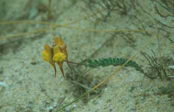 Resucita la <em>Linaria lamarckii</em>