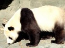 El mayor centro de cría del oso panda