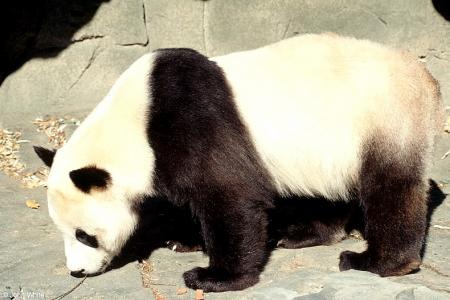 El mayor centro de cría del oso panda