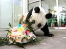 Muere la oso panda  Taotao
