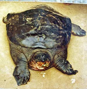 Descubierta tortuga no extinta