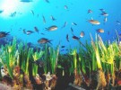 Las praderas de <em>Posidonia oceanica</em>