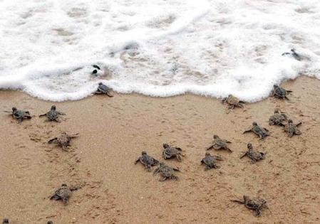 Las tortugas marinas de España