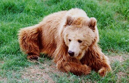 El oso y el hombre