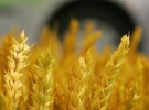 Biocombustibles: no es oro todo lo que reluce