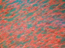 Concentración masiva de Krill en el Baix Empordà