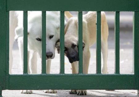 El abandono de animales