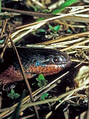 Serpiente Camaleón