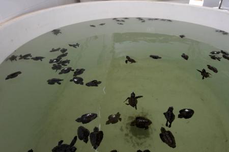 Nacen más de 200 tortugas bobas en Cabo de Gata