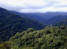 Investigación de el rol de los bosques en el cambio climático