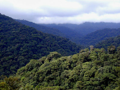 bosquemontañoso