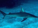 Una hembra de tiburón quedó embarazada sin haber estado con machos