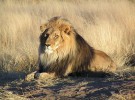 El león, rey de todos los animales