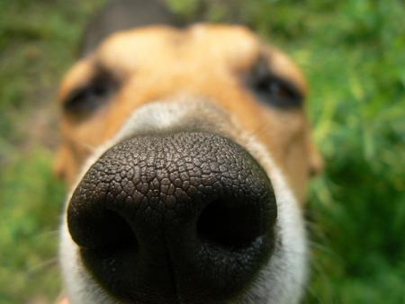 El perro, el mejor amigo de los padres contra las drogas