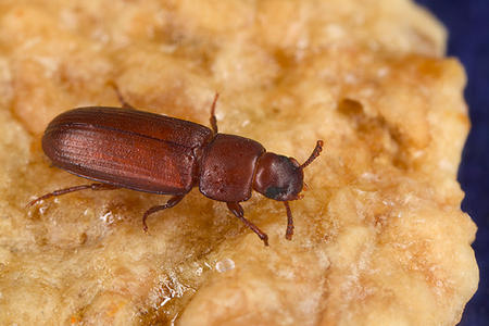 La homosexualidad entre escarabajos macho ayuda a fertilizar a las hembras