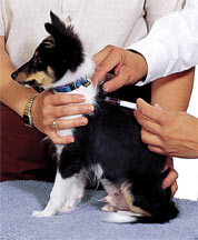 Calendario de vacunación de perros
