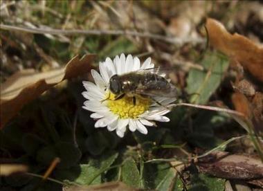 Un equipo de entomólogos descubren nuevas especies de insectos