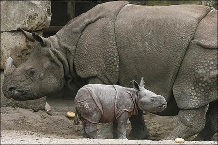 Más bebes rinoceronte gracias al semen congelado