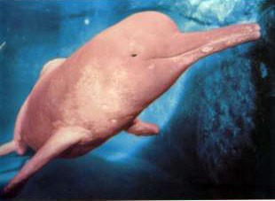 La delfinoterapia: el Delfín rosado