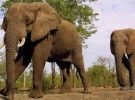 El elefante, el animal más grande sobre la tierra