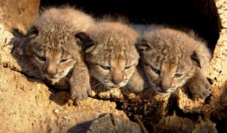 61 cachorros de Lince ibérico en 2008