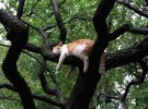 10 consejos para bajar a tu gato del árbol