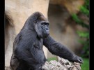 Bioparc de Valencia: llega Jitu, el gorila de Costa