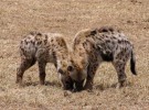La hiena, carroñera que siempre ríe