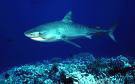 Tiburones y Rayas en peligro de extinción