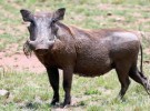 El jabalí, antecesor del cerdo común