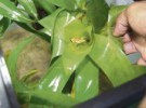 Investigan nueva especie de rana arbórea hallada en Panamá
