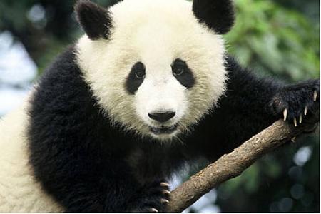 El oso panda, tímido amante del bambú