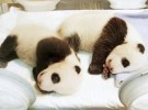 Conoce a los gemelos de la primera panda nacida en un parque de Japón