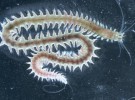 Revelado el sistema nervioso de las larvas marinas