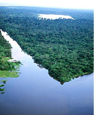 La Selva Amazónica y sus problemas