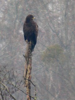 Parque natural de l’Albufera: avistada un águila moteada