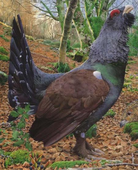 urogallo