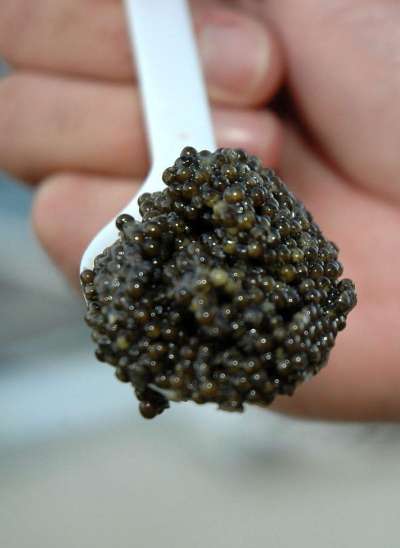 Declaran culpable a un empresario de caviar por el contrabando de especie protegida
