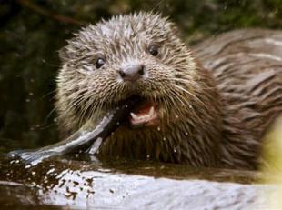 La nutria reconquista algunos de sus hábitats