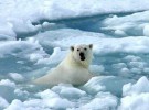 El hollín, la principal preocupación por el deshielo del Ártico