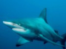 El peligro de los tiburones, más mito que realidad