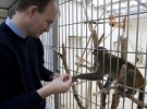 La experimentación con primates en Cataluña ha aumentado en cinco años un 388 %