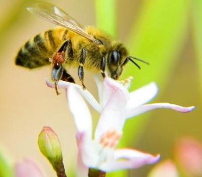 Abejas medidoras de contaminación en Córdoba