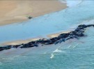 48 cachalotes varados en la costa de Tasmania
