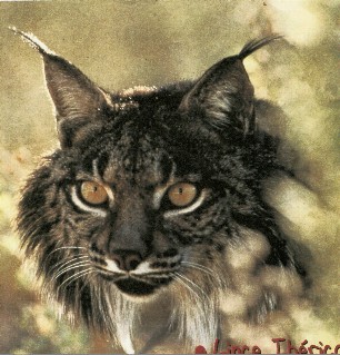 lince.jpg