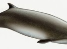 Las hembras de ballena picuda eligen al macho con el que desean aparearse en función de sus dientes