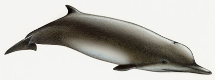 Las hembras de ballena picuda eligen al macho con el que desean aparearse  en función de sus dientes