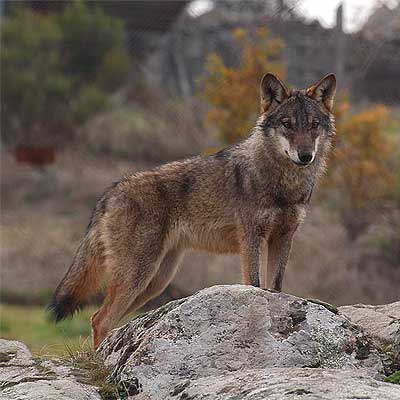 El lobo ibérico vuelve a Castilla-La Mancha