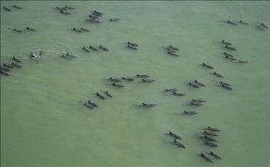 Rescatados 200 delfínes varados en Manila